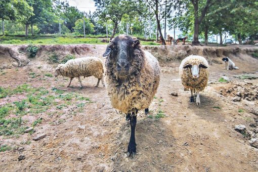 Dom sretnih �ivotinja [ 161.78 Kb ]