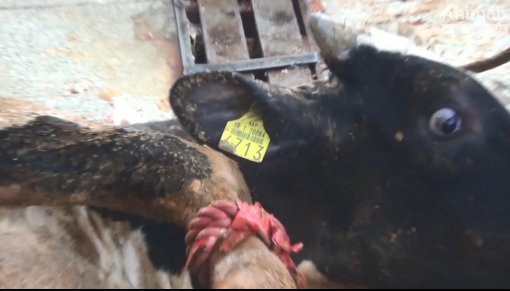 Croatian bull in the Lebanese slaughterhouse [ 70.05 Kb ]