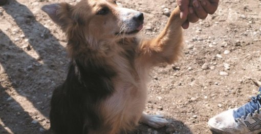 Pas romska naselja [ 87.21 Kb ]