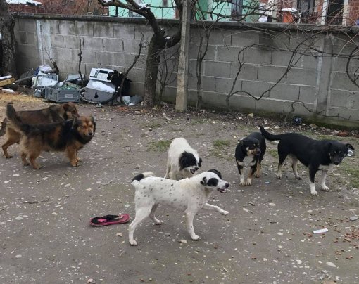 abandoned dogs in Medjimurje county [ 219.24 Kb ]