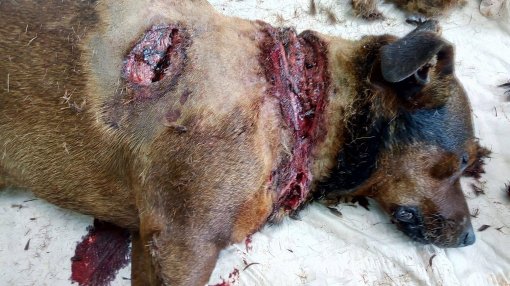 dead abandoned dog from Medjimurje county [ 443.99 Kb ]