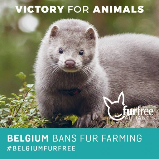 Belgija zabranila uzgoj životinja za krzno [ 119.26 Kb ]