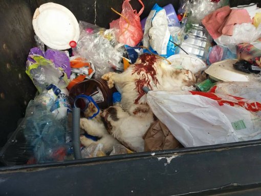 Dead cats in a garbage bin