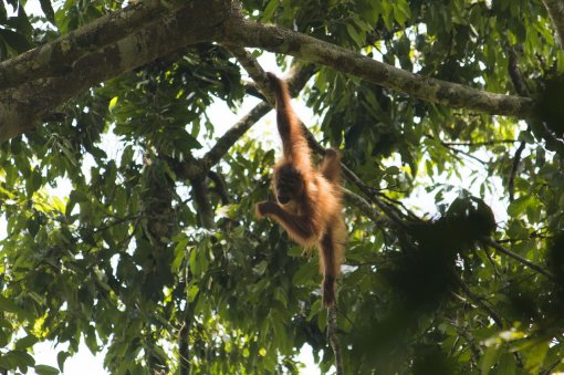 Palmino ulje - orangutan [ 363.66 Kb ]