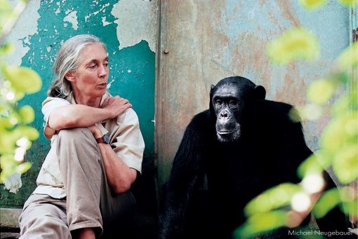 Dr. Jane Goodall [ 102.16 Kb ]
