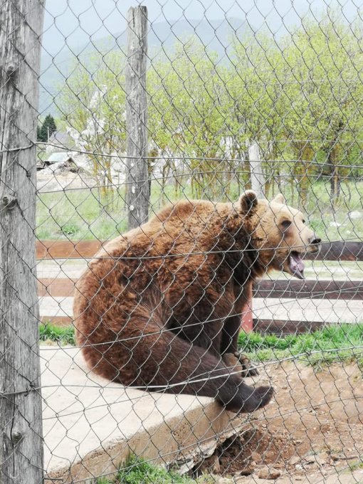 bear in captivity [ 148.14 Kb ]