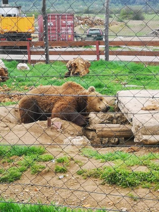 bear in captivity [ 142.34 Kb ]