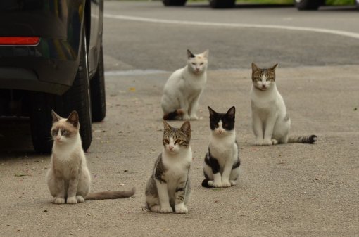 ulične mačke [ 251.59 Kb ]