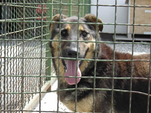 A dog in Dumovec shelter 2