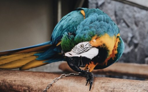 parrot [ 170.84 Kb ]
