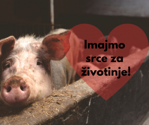 imajmo srce za �ivotinje [ 620.70 Kb ]