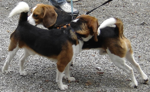 Reunion of the beagles 1