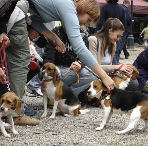 Reunion of the beagles 4