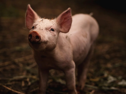 svinja [ 681.40 Kb ]