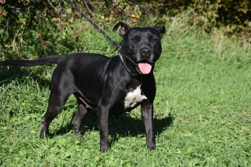 foto azil dubrovnik [ 340.17 Kb ]