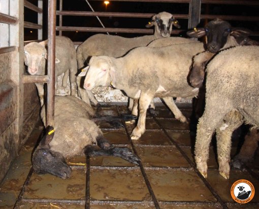 Ovce transport zivotinja [ 636.46 Kb ]