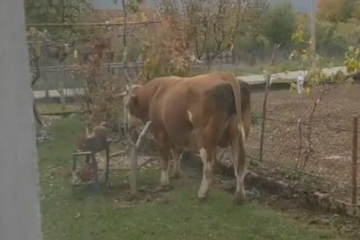 bik mi�ko [ 331.26 Kb ]