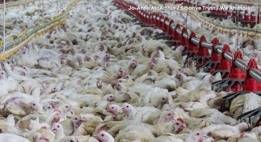 farma pili�a [ 913.82 Kb ]