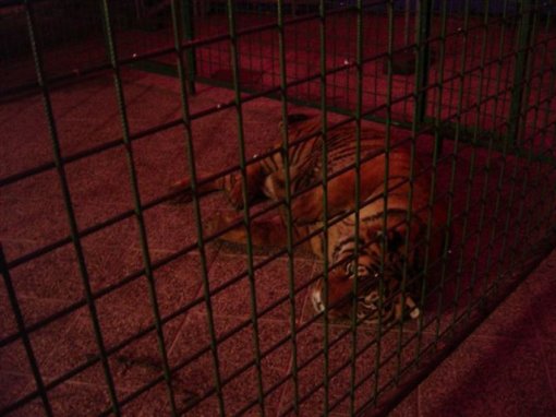 Tiger promotes night club [ 61.17 Kb ]