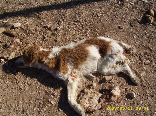 Mutilated dog [ 116.95 Kb ]