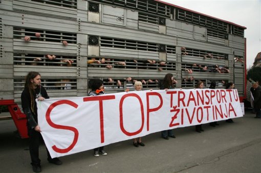 Protest against live animal transport 3 [ 105.80 Kb ]