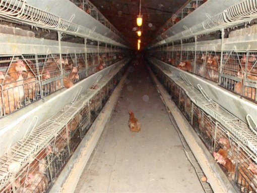 Starved hens of Poljoprerada firm b [ 123.79 Kb ]