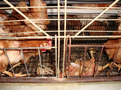 Starved hens of Poljoprerada firm c [ 134.36 Kb ]