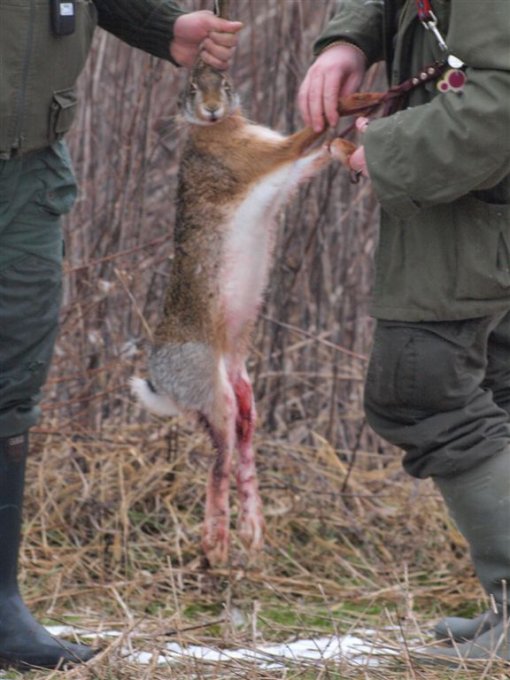 Lov u naseljenom mjestu 5 [ 80.78 Kb ]