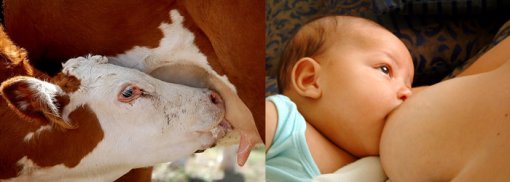 Svrha mlijeka jest da hrani mladunče svoje vrste [ 169.28 Kb ]