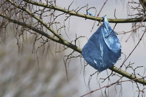 plastic bag on tree [ 103.77 Kb ]