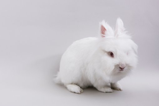 bunny Chilli [ 100.79 Kb ]