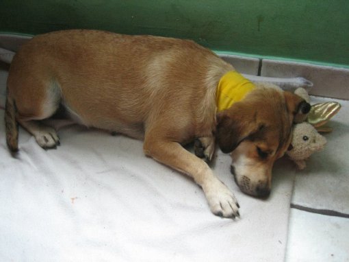pas Mala - oporavak nakon operacije [ 80.58 Kb ]
