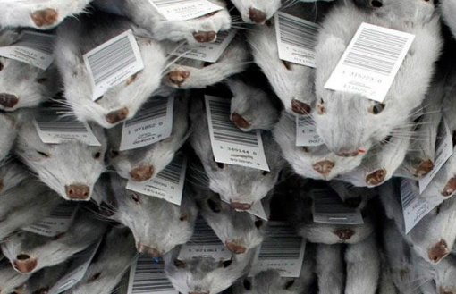 Minks killed for their fur [ 69.06 Kb ]