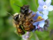  Važno je zadržati zabranu urbanog pčelarstva!