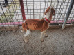 Stradavanje zbog nepostupanja veterinarske inspekcije
