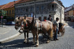 Obi�aji i tradicija ne mogu biti iznad dobrobiti �ivotinja!